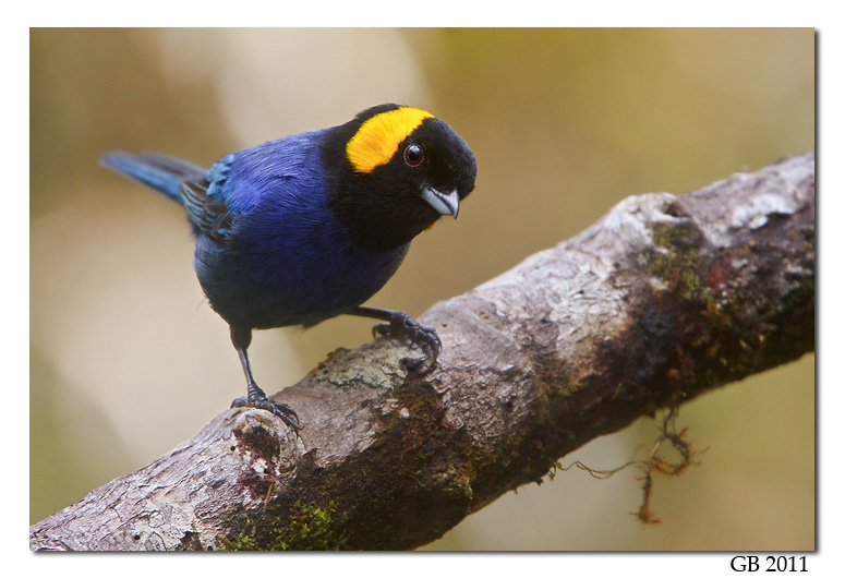 YELLOW-SCARFED TANAGER